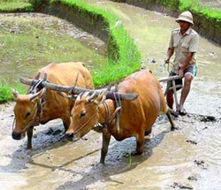 Việc canh tác hết sức manh mún đã bóp chết những ý định làm ăn lớn.