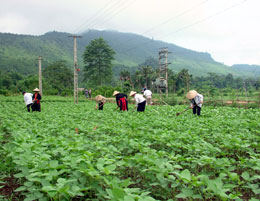 Chuyển đổi cơ cấu cây trồng lên vùng cao Khai Trung là một việc làm cụ thể trong Nghị quyết của huyện Lục Yên.