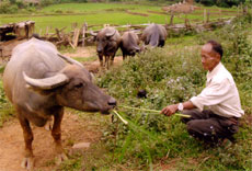 Ông Tráng Su Vàng đang chăm sóc đàn trâu của gia đình.