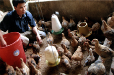 Nhiều đảng viên ở xã Chấn Thịnh phát triển chăn nuôi gia cầm đem lại thu nhập cao.

