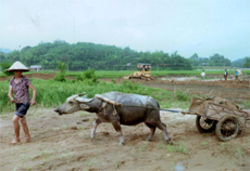 Người dân thôn Ngòi Sen đang cải tạo lại đồng ruộng.

