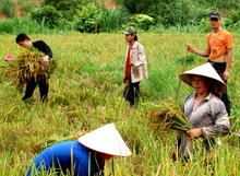 Chủ yếu chuyển giao kỹ thuật thâm canh lúa.