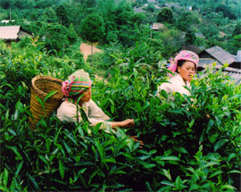 Thu hái chè tuyết shan ở Suối Giàng, huyện Văn Chấn.