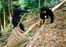 Nhân dân thôn 8, xã Châu Quế Thượng (Văn Yên) thu hoạch quế.