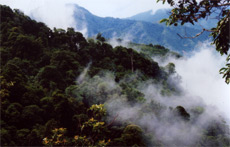 Rừng nguyên sinh trên đỉnh đèo Khau Phạ, Mù Cang Chải.
(Ảnh: Thanh Miền)