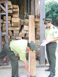 Lực lượng kiểm lâm thị xã Nghĩa Lộ (Yên Bái) luôn tăng cường công tác tuần tra kiểm soát, chống khai thác, buôn bán vận chuyển lâm sản, bảo vệ rừng.