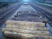 Số gỗ thông được đội liên ngành Liên Chiểu thu giữ.