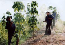 Cây cao su trồng ở bản Phiêng Tìn,  xã Ít Ong, huyện Mường La, tỉnh Sơn La - nơi có điều kiện khí hậu, thổ nhưỡng tương đồng với Yên Bái. (Ảnh: Thanh Miền)

