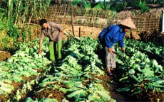 Chị Nguyễn Mai Tùng thôn Long Thành đang cắt vội những cây bắp cải héo mong gỡ lại chút công sức đầu tư.
