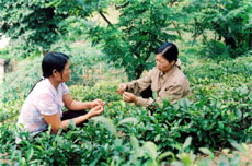 Chị Bùi Thị Lệ Thủy, thôn Hồng Hà, xã Nga Quán (Trấn Yên) nhờ nguồn vốn vay của Hội Phụ nữ đã đầu tư trồng chè chất lượng cao để vươn lên thoát nghèo.

