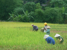 Thời tiết bất lợi, lũ lụt xảy ra liên tiếp ảnh hưởng không nhỏ tới sản xuất nông nghiệp.