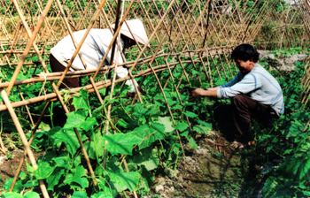 Nông dân thôn Đa Cốc xã Vĩnh Kiên (Yên Bình) chuyển đổi đất ruộng trồng lúa kém hiệu quả sang trồng rau màu  cho thu nhập cao.
