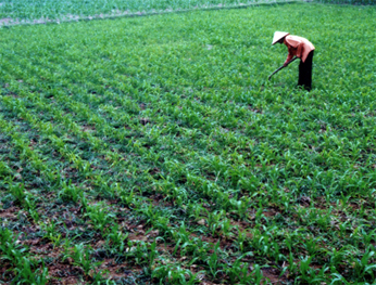 Nông dân xã Y Can (Trấn Yên) chăm sóc ngô.
Ảnh: thanh miền
