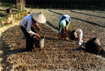 Nông dân thôn Làng Tả, xã Vĩnh Lạc (Lục Yên) trồng lạc vụ xuân trên đất ruộng hạn không thể cấy lúa.