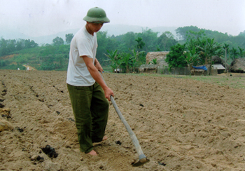 Tranh thủ thời tiết thuận lợi ông Hữu Văn Thành ở thôn Làng mấy, xã Vũ Linh đang tích cực trồng sắn cho kịp thời vụ.
