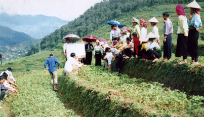 Trạm khuyến nông Trạm Tấu tập huấn thu hoạch đậu tương cho nhân dân Hát Lừu.