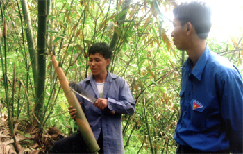 Đoàn viên Giàng A Khai thôn Đồng Ruộng, xã Kiên Thành thu nhập 20 triệu đồng/năm từ tre măng Bát Độ.