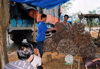 Người dân ở Lương Thịnh (Trấn Yên) xuất bán quế vỏ.
(Ảnh: Quang Tuấn)
