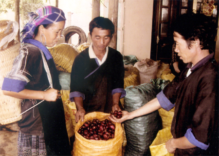 Nhiều hộ dân ở Mù Cang Chải có thu nhập cao nhờ trồng thảo quả.