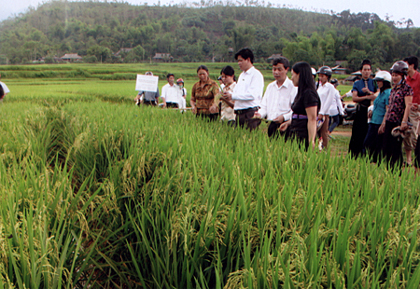 Một mô hình lúa sử dụng phân viên nén dúi sâu tại bản Tân (phường Pú Trạng, thị xã Nghĩa Lộ) trong vụ mùa 2010.
