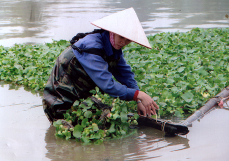 Cán bộ trại giống Thủy sản Nghĩa Lộ kiểm tra quá trình sinh sản của cá Trắm đen.
