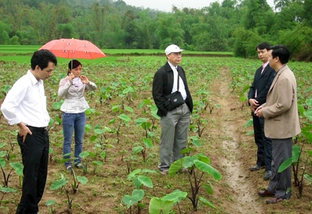 Cán bộ Phòng nông nghiệp huyện Lục Yên và Sở Khoa học tỉnh kiểm tra tình hình sinh trưởng phát triển cây khoai tím ở Lục Yên.
