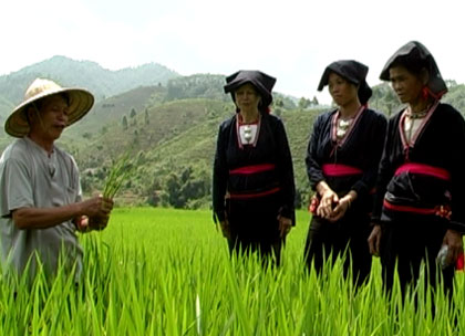 Ông Trình đang hướng dẫn nhân dân cách chăm sóc lúa chiêm xuân.