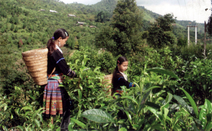 Thu hái chè Shan ở vùng cao Suối Giàng (Văn Chấn).
