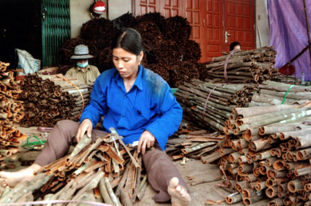 Nông dân Văn Yên đã có cuộc sống ổn định hơn nhờ trồng quế.
