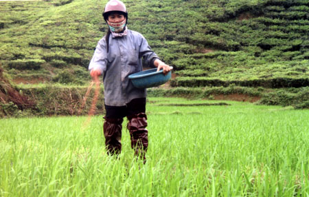 Nông dân xã Mai Sơn bón thúc cho lúa.