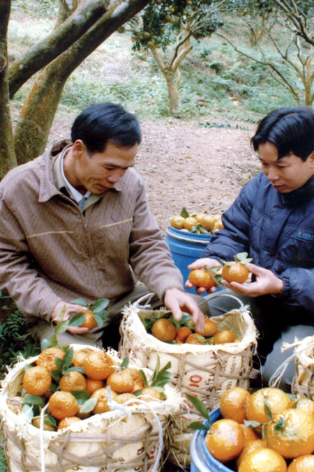 Anh Nguyễn Thanh Sơn (trái) trao đổi với cán bộ Phòng Nông nghiệp Lục Yên về giống quýt sen trong trang trại của gia đình.
