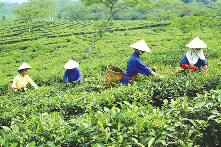 Nông dân thị trấn Nông trường Liên Sơn thu hái chè xuân.