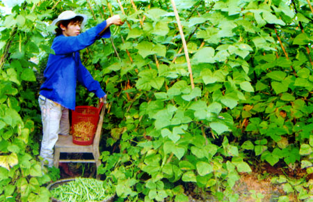Nông dân xã Minh Tiến (Trấn Yên) thu hoạch rau màu.
(Ảnh Linh Chi)
