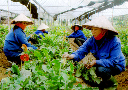 Công nhân Trung tâm sản xuất nông nghiệp công nghệ cao chăm sóc hoa.