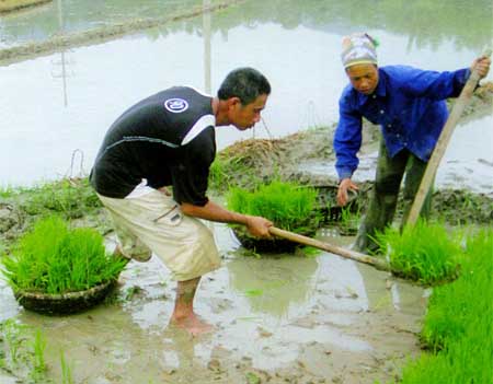 Từ năm 2004 đến nay, Văn Chấn đã có 780 ha tăng vụ ở các xã vùng cao.