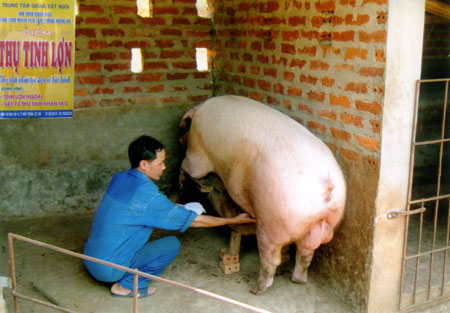 Một điểm thụ tinh nhân tạo lợn ở thị trấn Nông trường Liên Sơn, huyện Văn Chấn.
