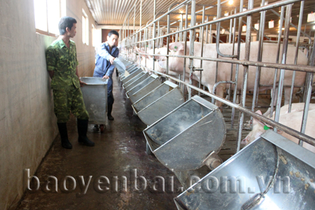 Trang trại gần 1.000 con lợn nái của gia đình ông Phùng Văn Hà, thôn Hồng Thái.