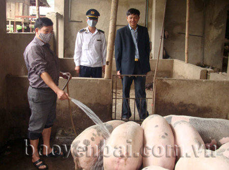 Đảm bảo môi trường chăn nuôi thông thoáng, sạch sẽ góp phần giúp đàn lợn sinh trưởng và phát triển tốt.