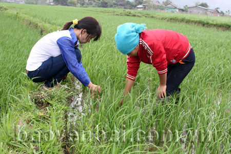 Cán bộ Trạm Khuyến nông huyện Văn Chấn hướng dẫn nông dân xã Sơn Thịnh cách phát hiện sâu bệnh hại lúa.