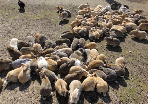 Okunoshima ngày nay có tới hơn 300 chú thỏ cùng sinh sống.