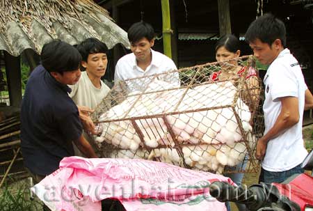 Đoàn viên thanh niên là nguồn kế cận trẻ của Đảng ở Lương Thịnh.
Ảnh: Các đoàn viên thanh niên mua thỏ giống từ trang trại của ông Vũ Huy Quang, thôn Luơng Môn, xã Lương Thịnh về phát triển kinh tế gia đình.