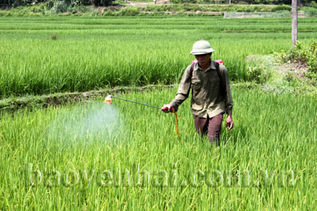 Nông dân tích cực thăm đồng, chủ động phát hiện, phòng trừ sâu bệnh hại lúa.
