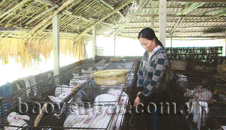 Mô hình nuôi thỏ của gia đình anh Phạm Đức Toàn ở tổ 30, phường Yên Thịnh (thành phố Yên Bái).