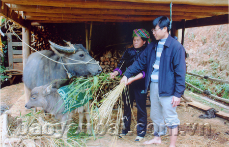 Cán bộ huyện Mù Cang Chải kiểm tra công tác phòng chống rét cho gia súc ở xã Hồ Bốn.