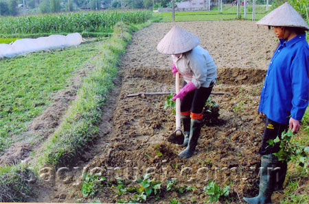 Ngoài trồng lúa, trồng ngô, đồng bào Tày xã Minh Tiến (Lục Yên) tích cực trồng khoai lang để tăng thêm thu nhập cải thiện đời sống.
(Ảnh: Đức Hồng)