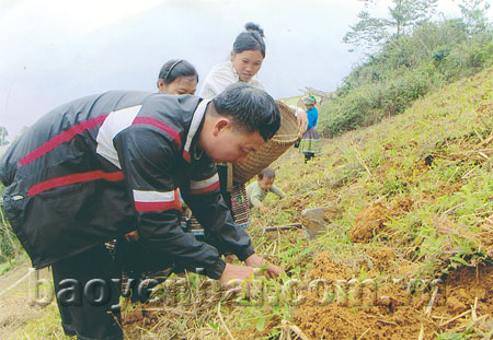 Lãnh đạo huyện Trạm Tấu giúp dân trồng ngô trên diện tích đất chuyển đổi.
