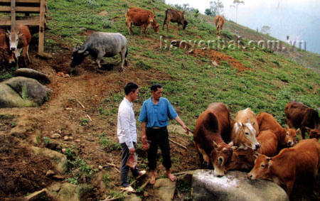 Mô hình chăn nuôi bò của gia đình đoàn viên Bùi Ngọc Dũng, Chi đoàn thôn 8.
