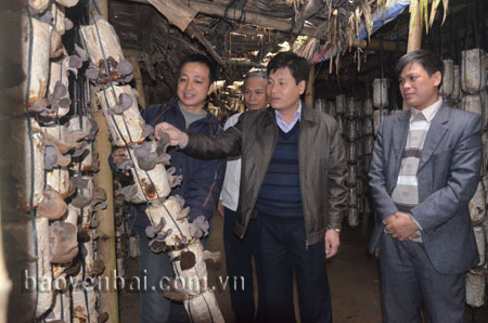 Lãnh đạo thành phố Yên Bái kiểm tra cơ sở sản xuất nấm xuất khẩu.