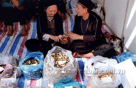 Dự án bảo tồn, phát triển, sử dụng cây thuốc nam ở 2 xã Cẩm Ân, Bảo Ái (Yên Bình) là cơ hội tốt cho các ông lang, bà mế phát huy nghề thuốc gia truyền.