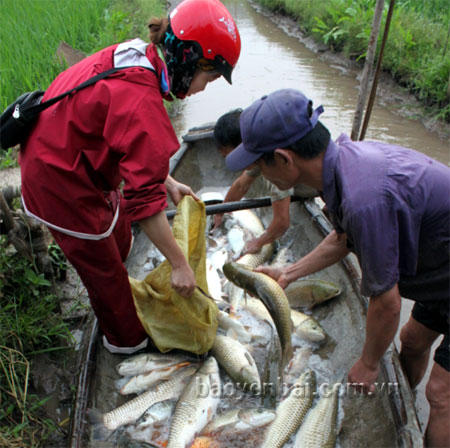 Gia đình ông Nguyễn Xuân Hòa, thôn Liên Hiệp, xã Minh Quân thu hoạch lứa cá đầu năm cho thu nhập trên 30 triệu đồng.